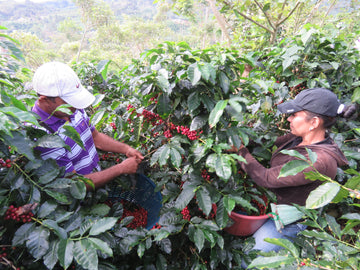 Pink Tiger, café de Costa Rica