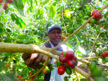 Café de Papúa Nueva Guinea: Historia, Sabor y Producción Sostenible