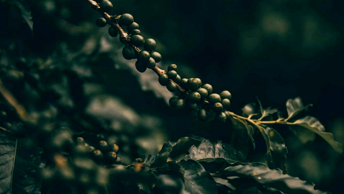 slider image 1621243260e1af0c20-0