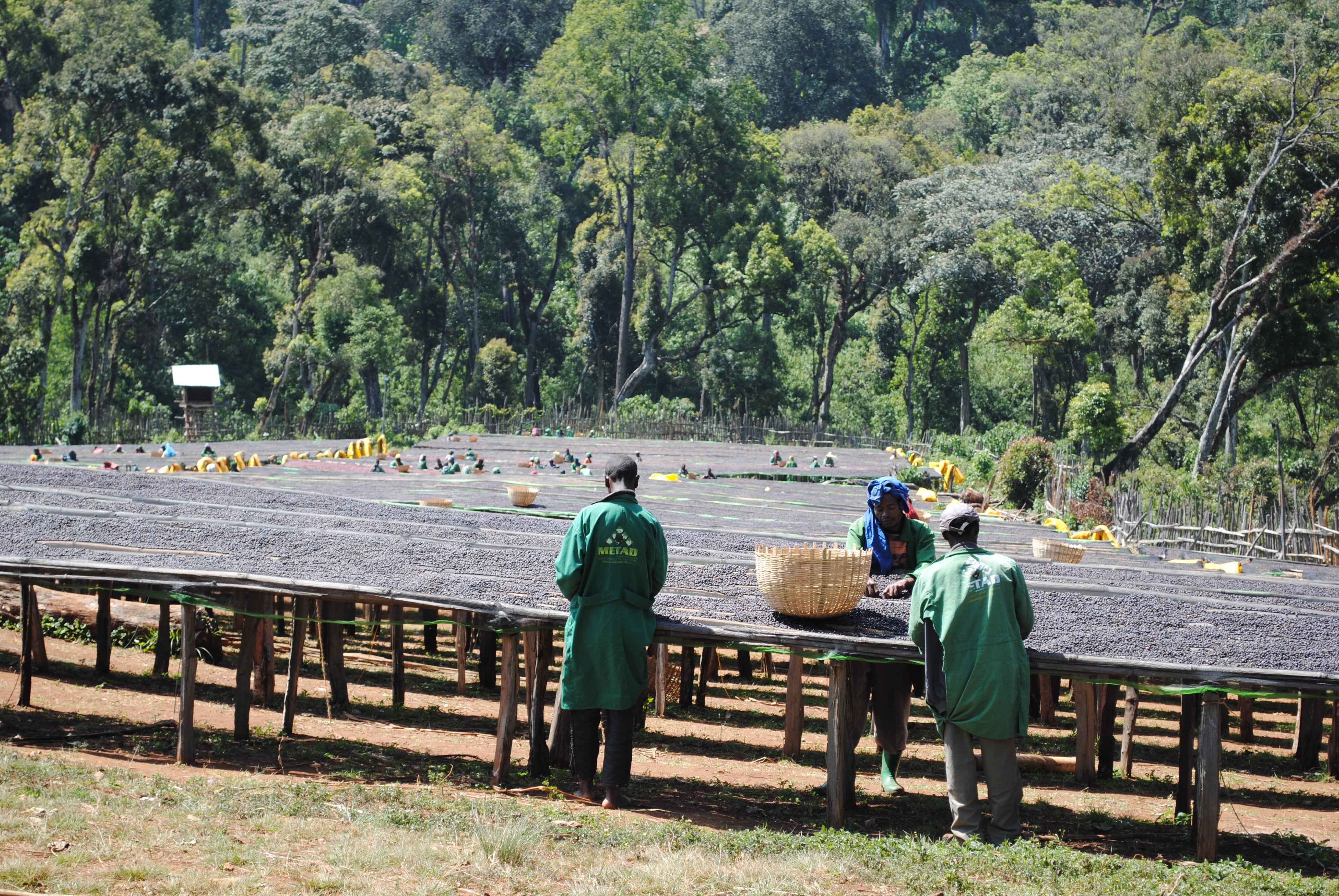 Winner Horse, Etiopía Natural