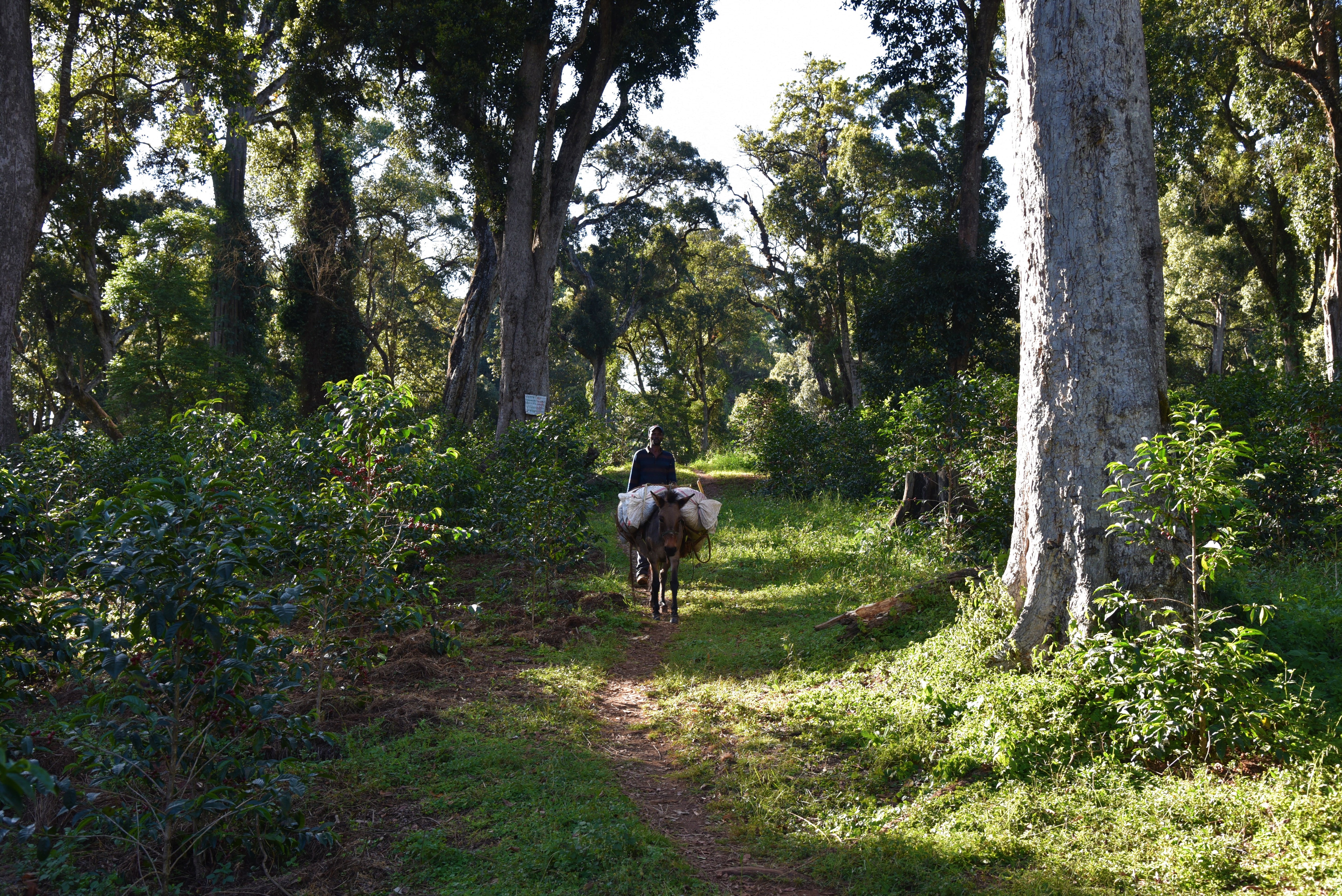 Winner Horse, Etiopía Natural