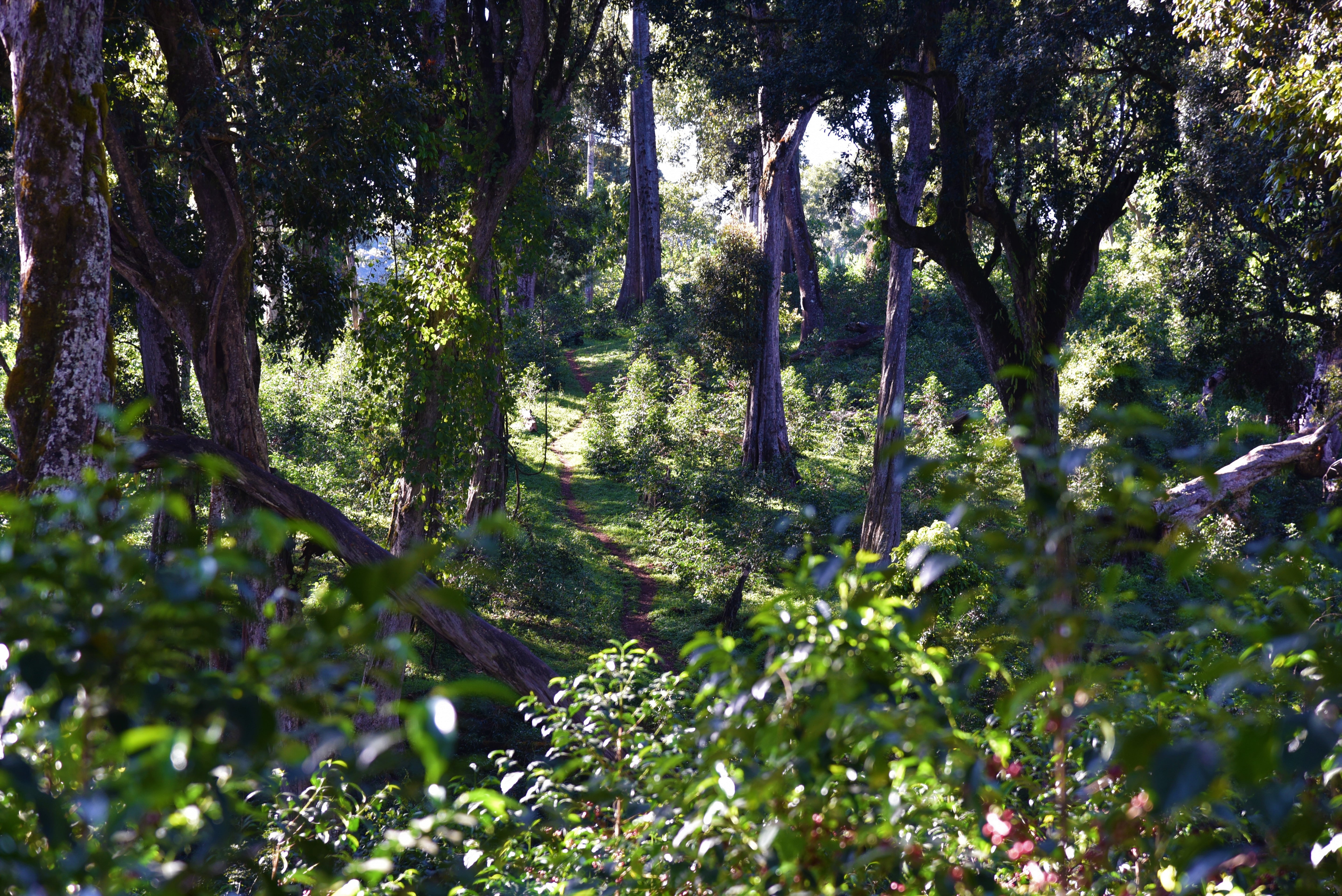 Winner Horse, Etiopía Natural