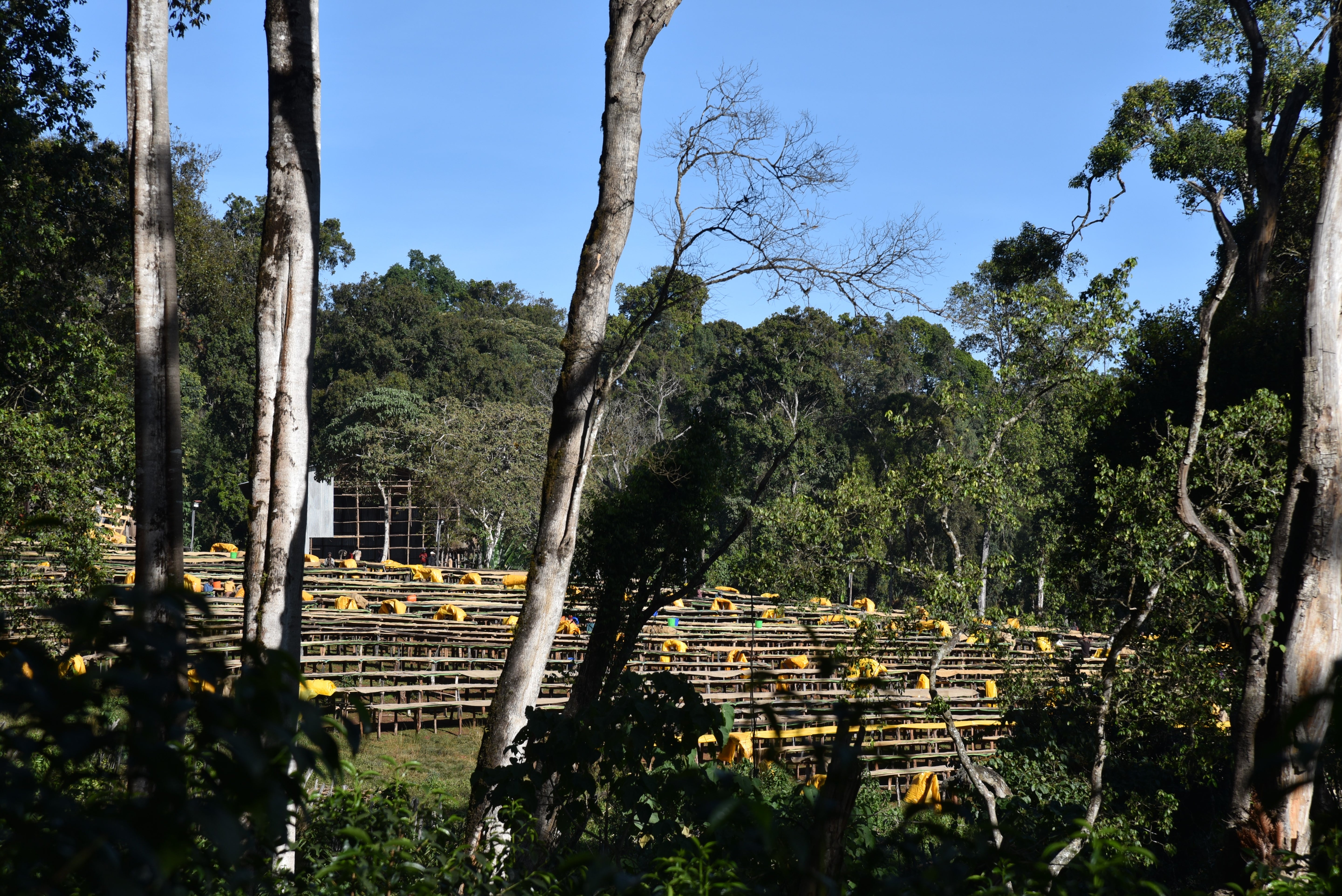 Winner Horse, Etiopía Natural