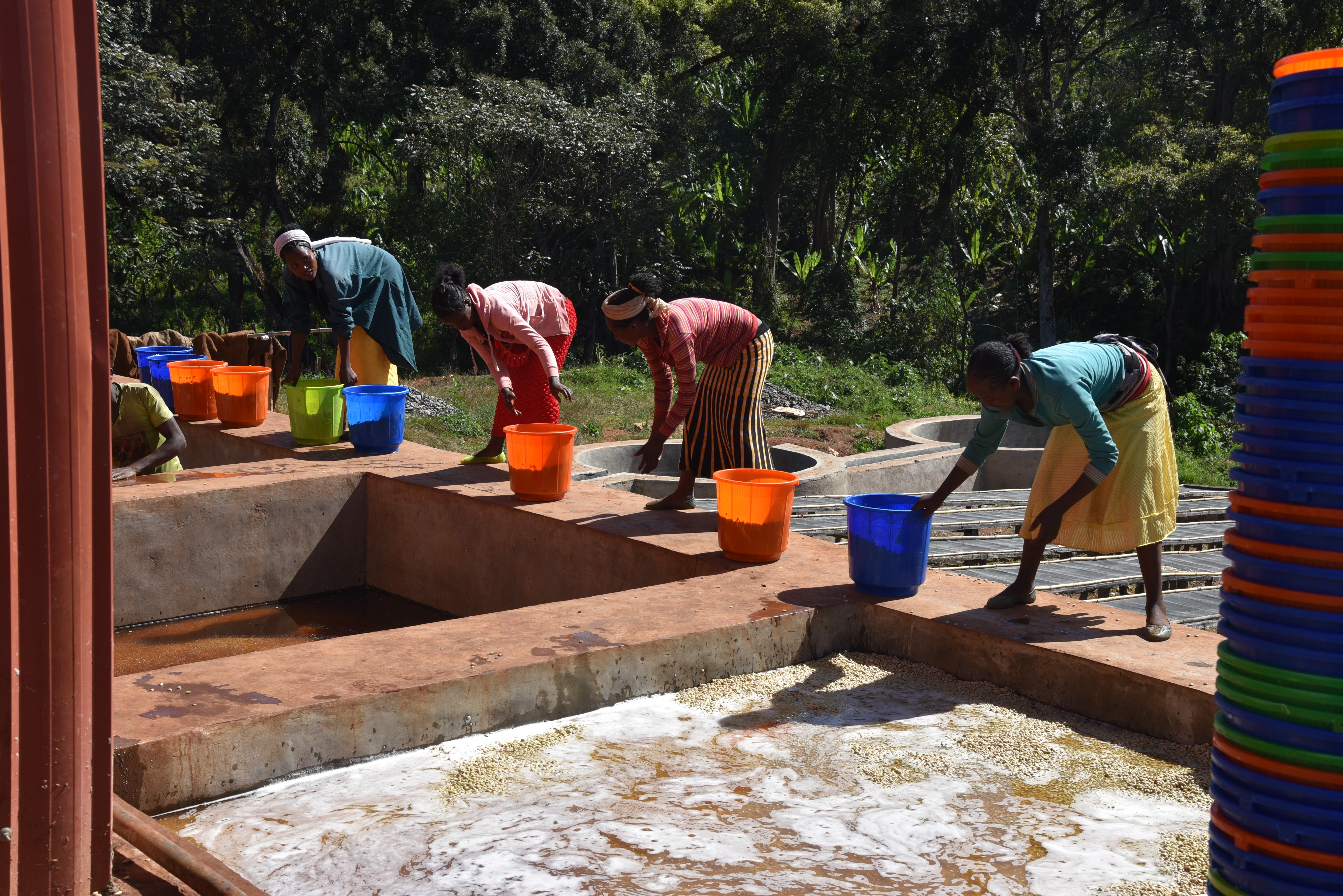 Winner Horse, Etiopía Natural