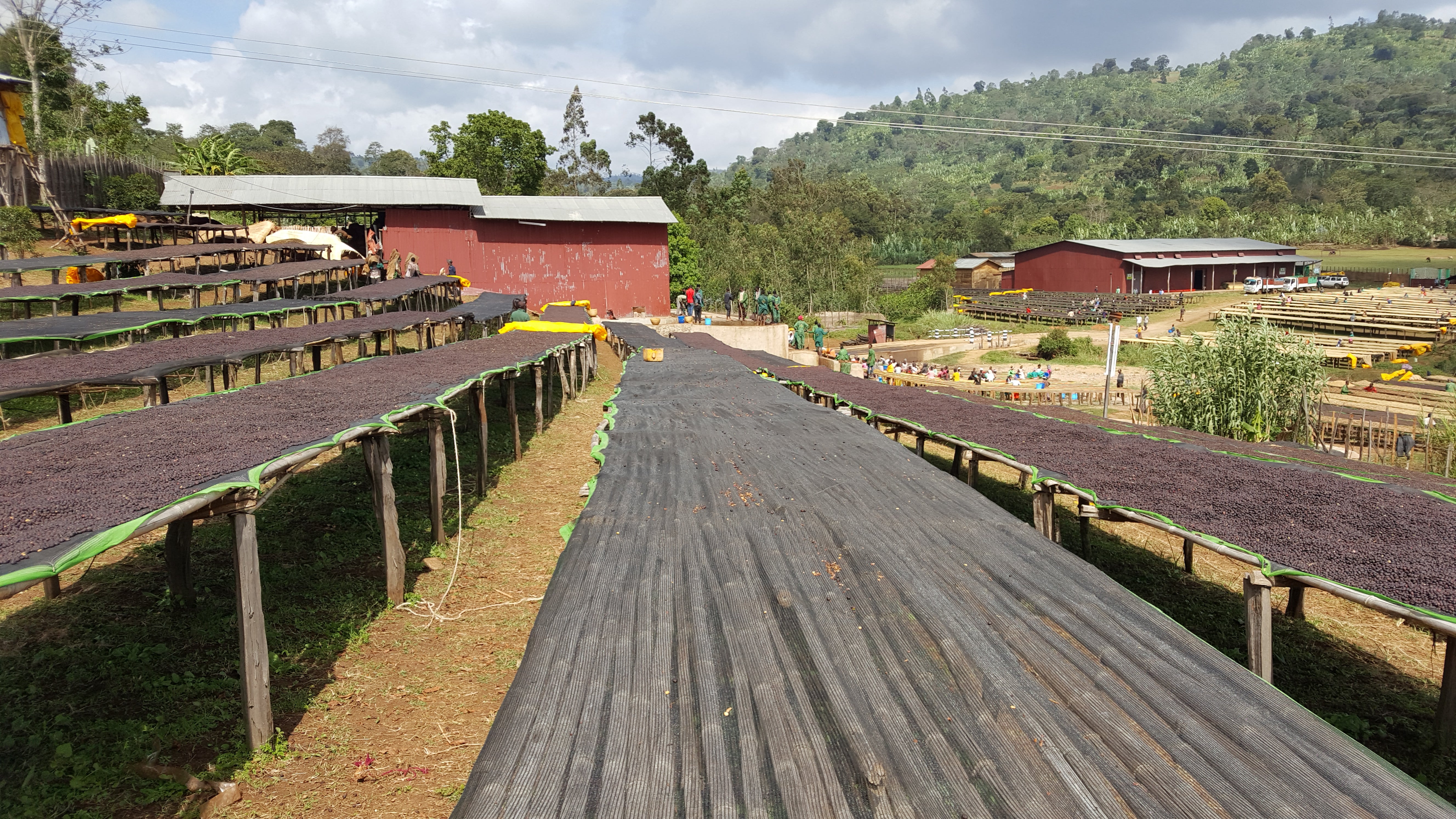 Winner Horse, Etiopía Natural