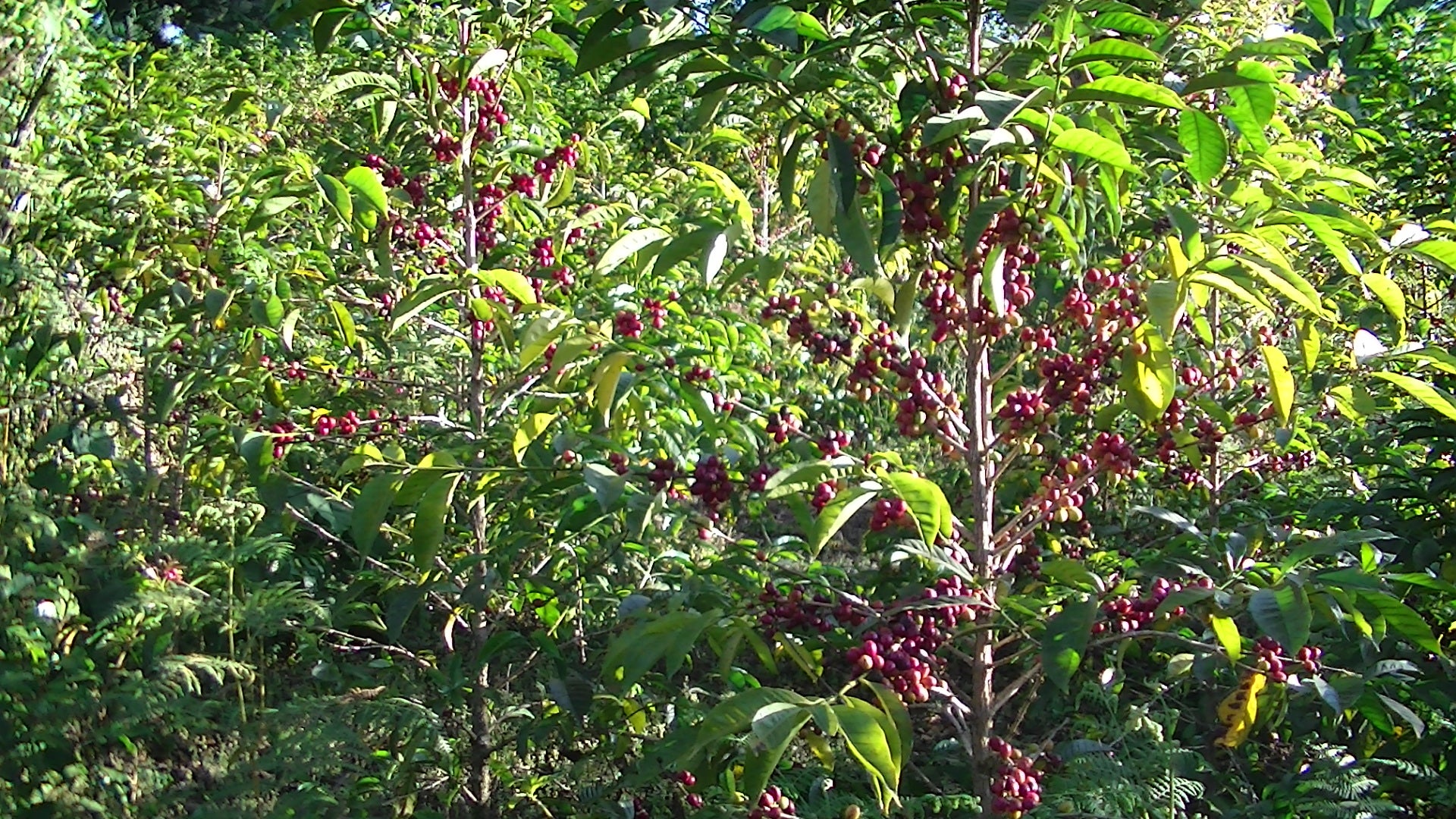 Winner Horse, Etiopía Natural