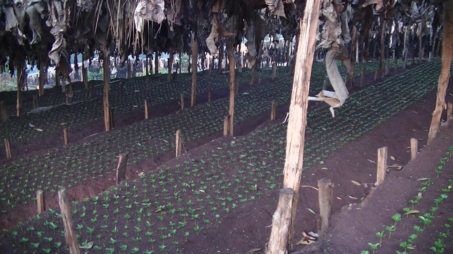 Winner Horse, Etiopía Natural